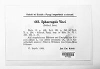 Botryosphaeria visci image
